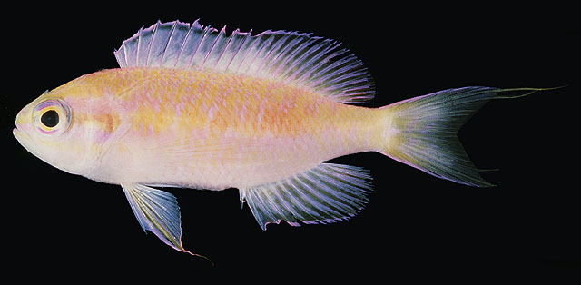 Pseudanthias fucinus