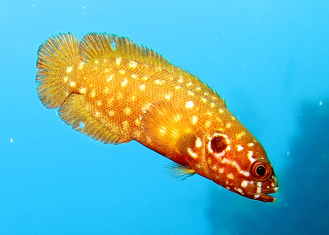 Pseudogramma guineensis