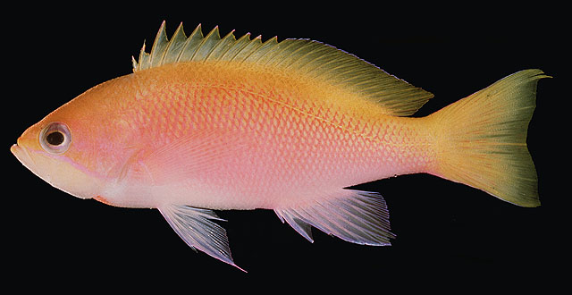 Pseudanthias heemstrai