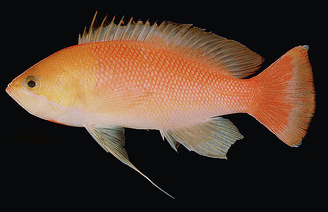 Pseudanthias heemstrai