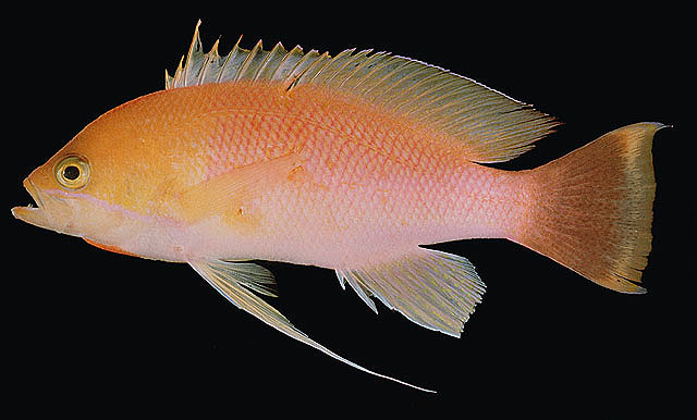 Pseudanthias heemstrai