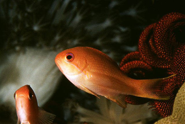 Pseudanthias hypselosoma