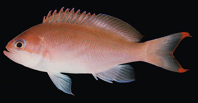 Pseudanthias hypselosoma