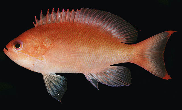 Pseudanthias hypselosoma