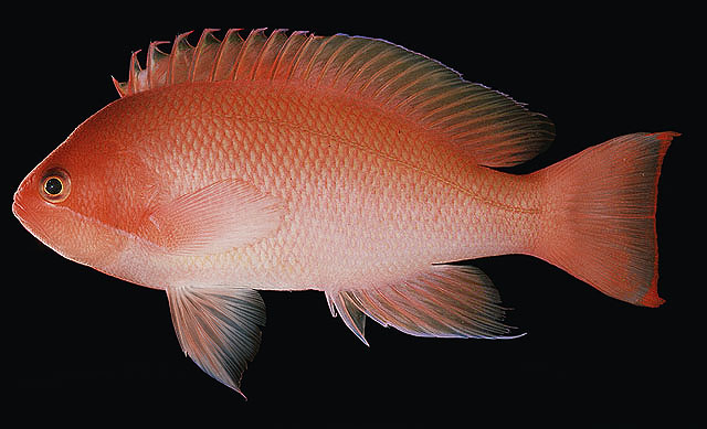 Pseudanthias hypselosoma