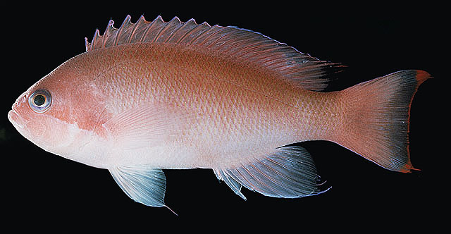 Pseudanthias hypselosoma