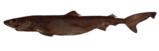 Pseudocarcharias kamoharai