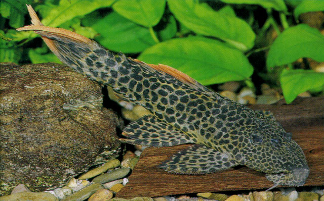 Pseudacanthicus leopardus