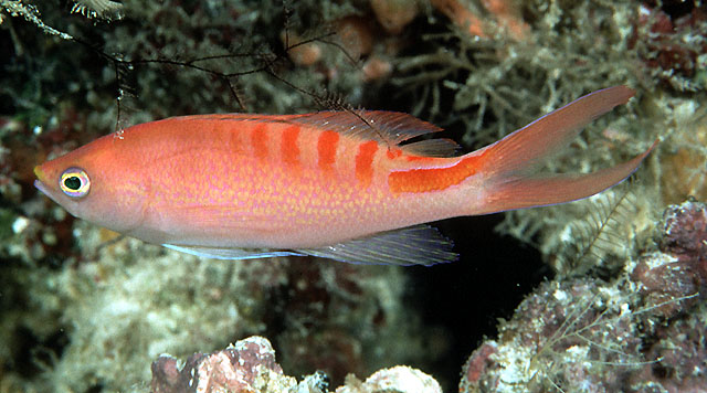 Pseudanthias lori