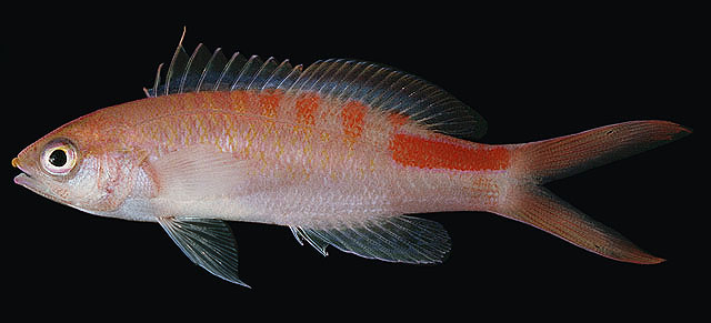 Pseudanthias lori