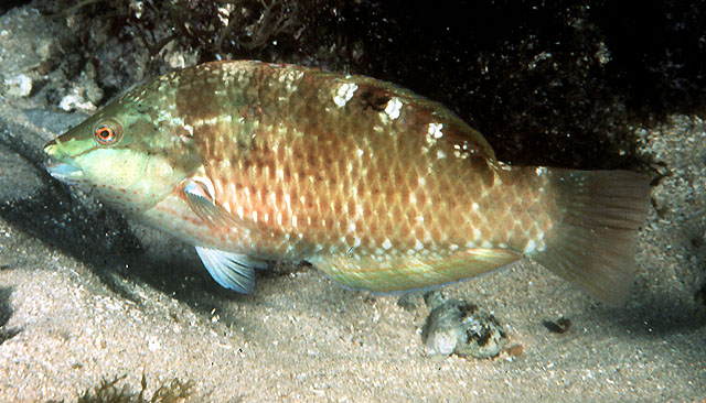 Pseudolabrus luculentus