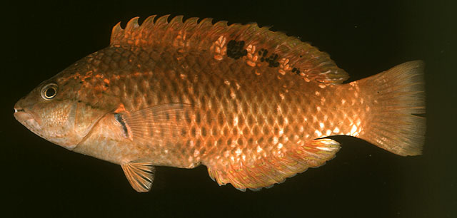 Pseudolabrus luculentus