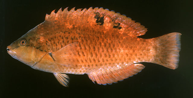 Pseudolabrus luculentus