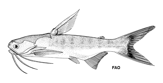 Pseudauchenipterus nodosus