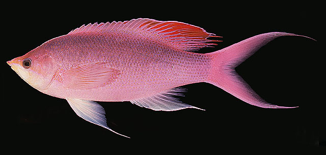 Pseudanthias pascalus