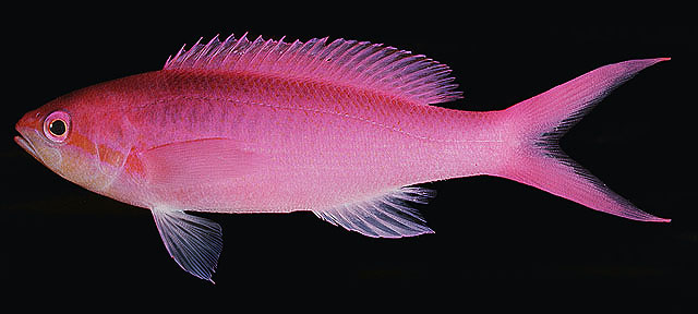 Pseudanthias pascalus