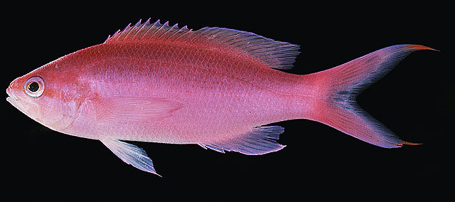 Pseudanthias pascalus