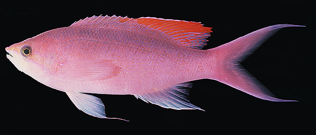 Pseudanthias pascalus