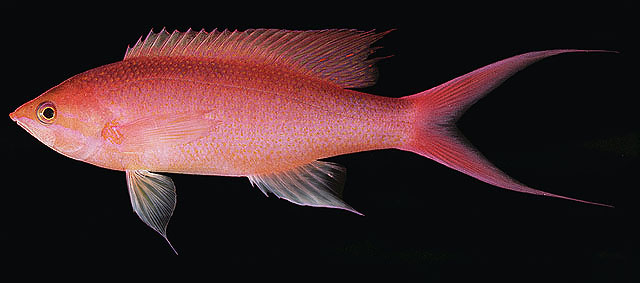 Pseudanthias pascalus