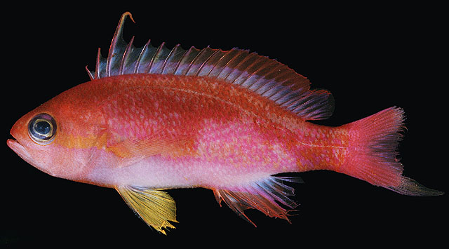 Pseudanthias privitera