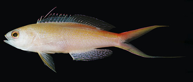 Pseudanthias privitera