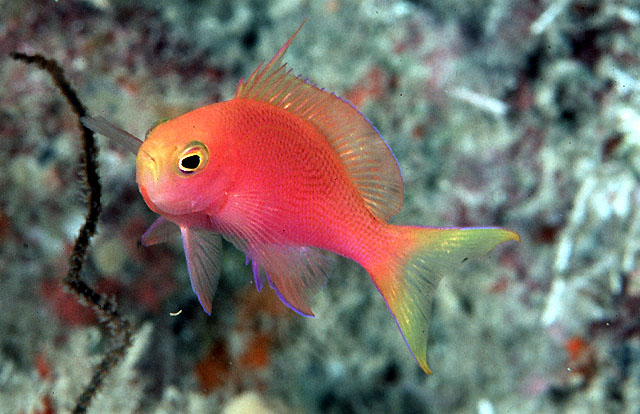 Pseudanthias randalli