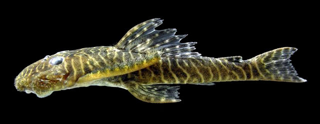 Pseudolithoxus tigris