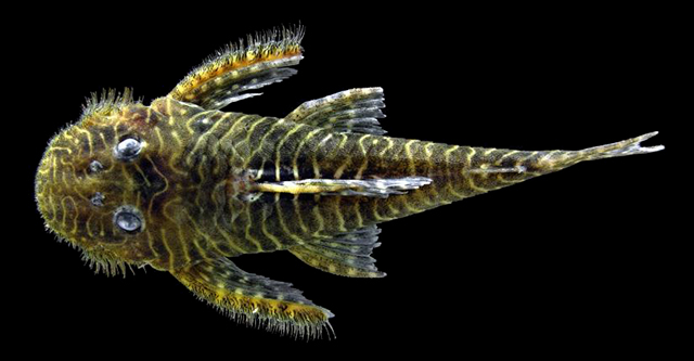 Pseudolithoxus tigris