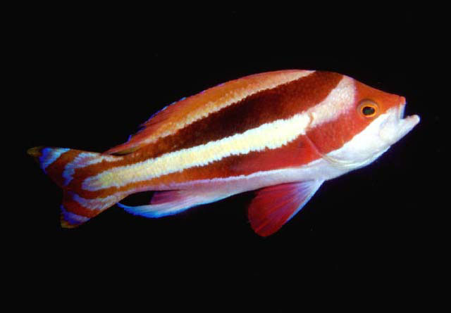 Pseudanthias townsendi