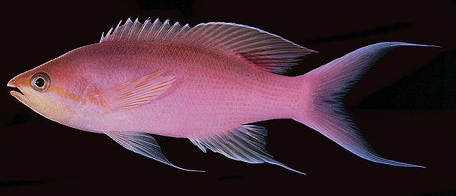 Pseudanthias tuka