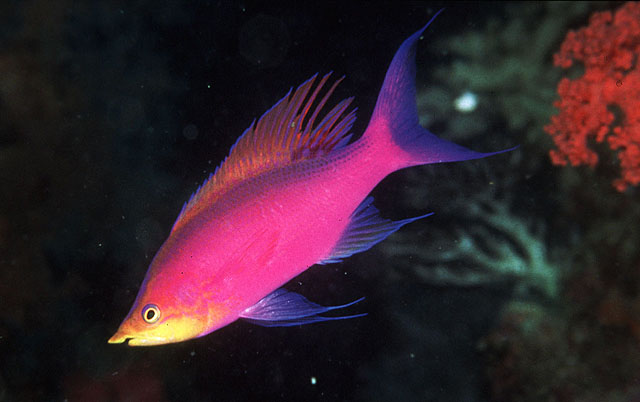 Pseudanthias tuka