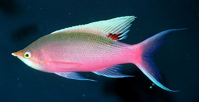 Pseudanthias tuka