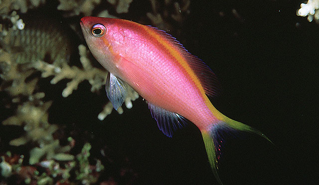 Pseudanthias tuka