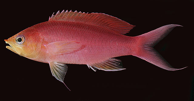 Pseudanthias tuka