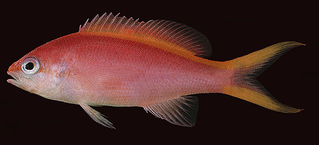 Pseudanthias tuka