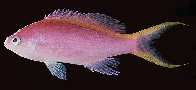 Pseudanthias tuka