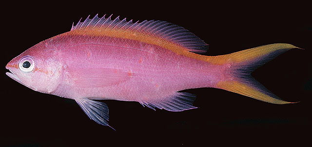 Pseudanthias tuka