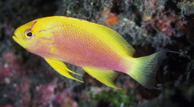 Pseudanthias hawaiiensis