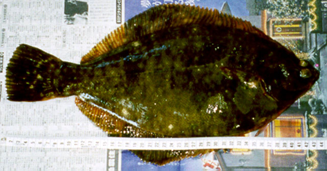 Pseudopleuronectes yokohamae