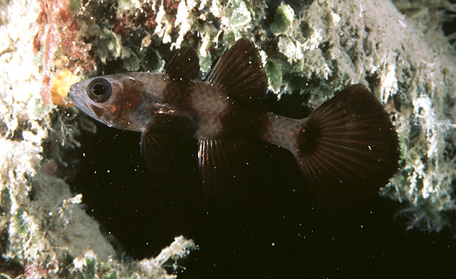 Pseudamia zonata