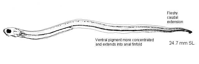 Ptilichthys goodei