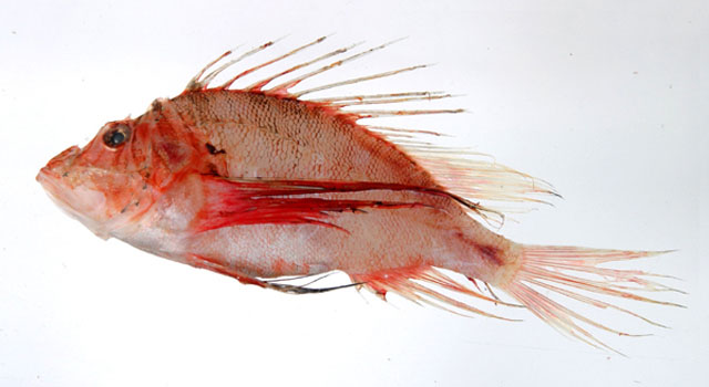 Pterois lunulata