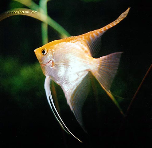 Pterophyllum scalare