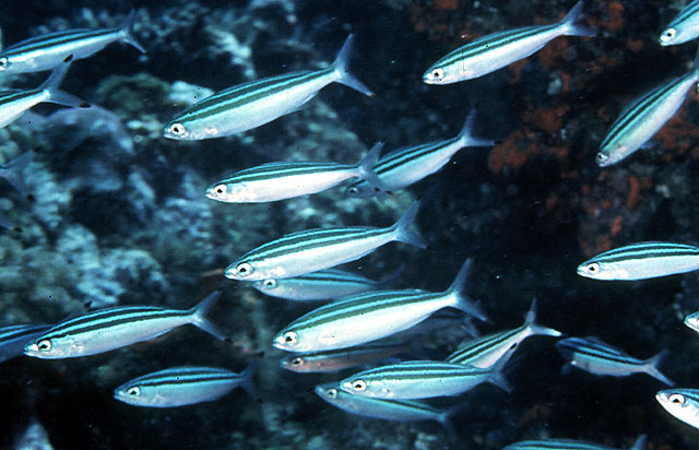 Pterocaesio trilineata