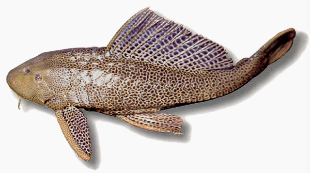 Pterygoplichthys undecimalis