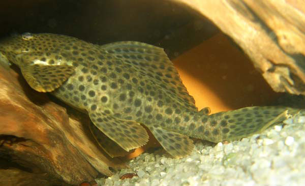 Pterygoplichthys weberi