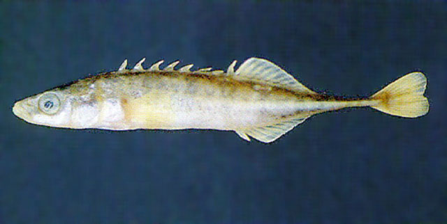 Pungitius sinensis