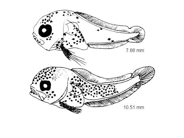 Raniceps raninus