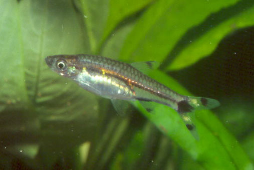 Rasbosoma spilocerca