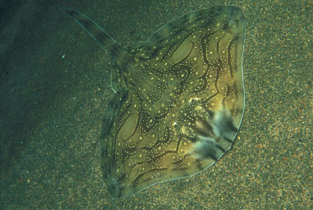 Raja undulata